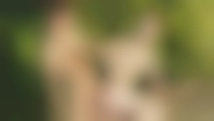 Army guys in a sex mission